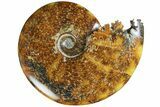 Polished Ammonite (Cleoniceras) Fossil - Madagascar #185505-1